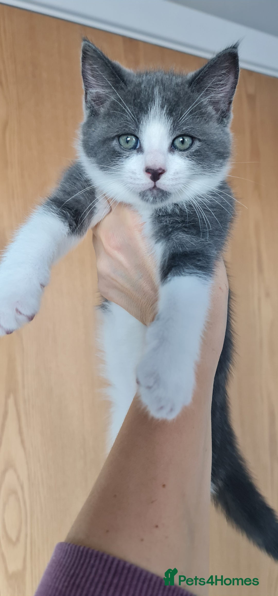 Mixed Breed cats for sale: Young kittens looking for loving homes - Advert 8