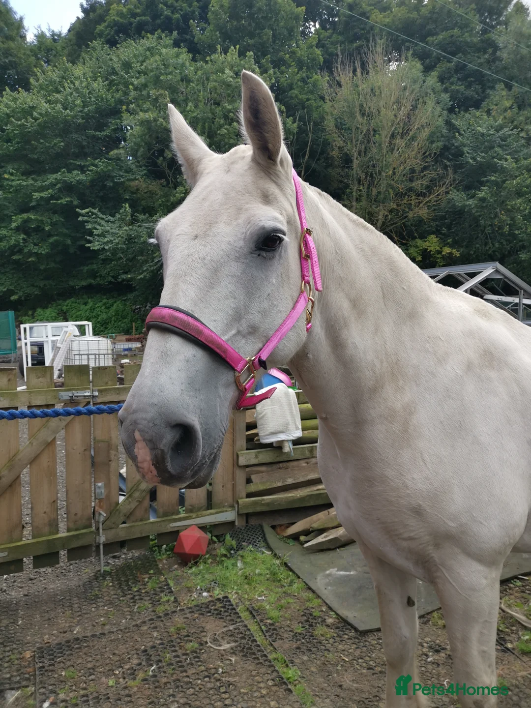 Irish Draught horses for sale: Companion/ happy hacker - Advert 5