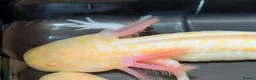Axolotl reptiles for sale: Beautiful hypo baby Axolotls available last few  - Advert 1
