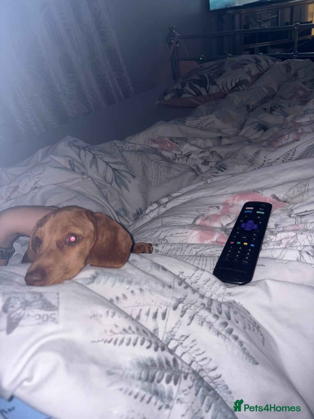 Miniature Dachshund dogs for sale: miniature dachshund  - Image 6