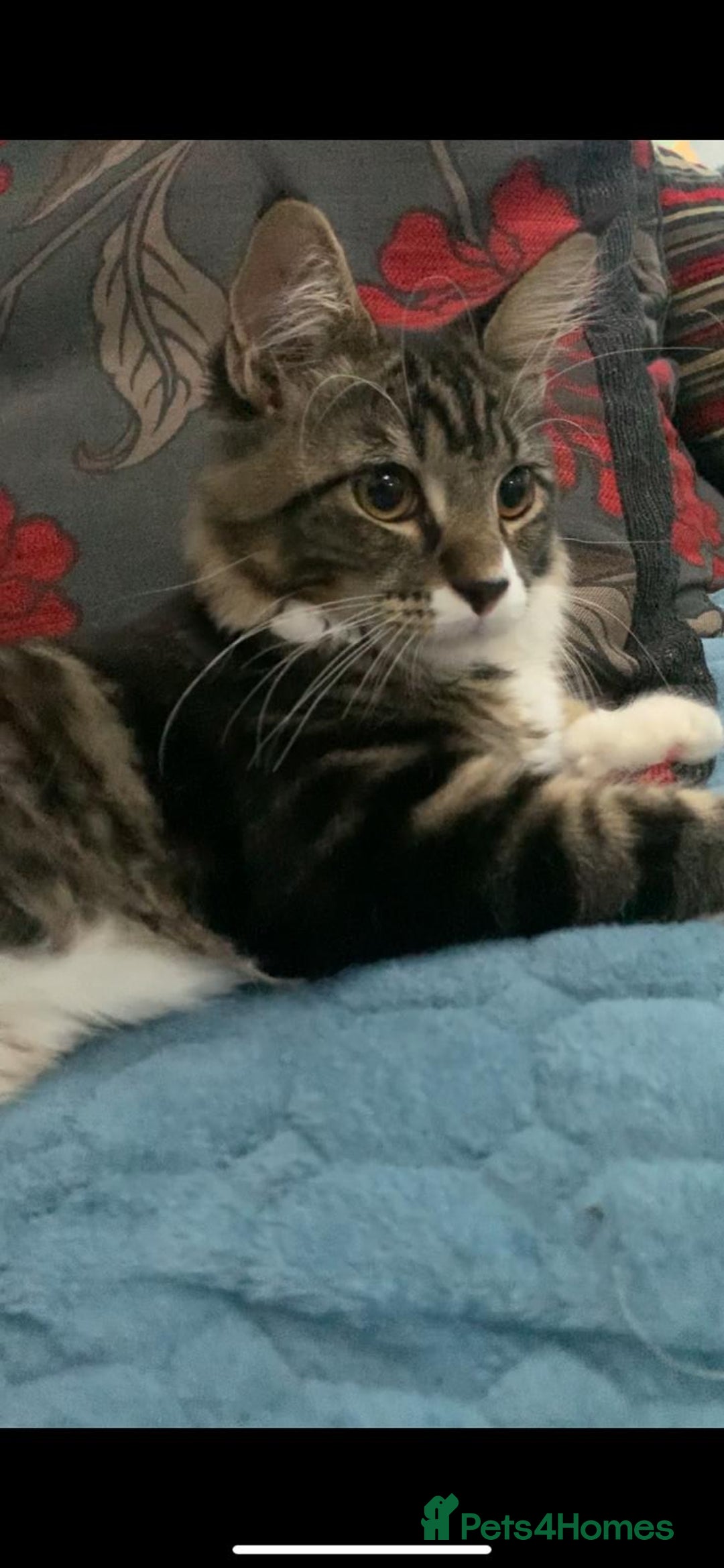 Maine Coon cats for sale: Maine Coon for Free - Advert 2