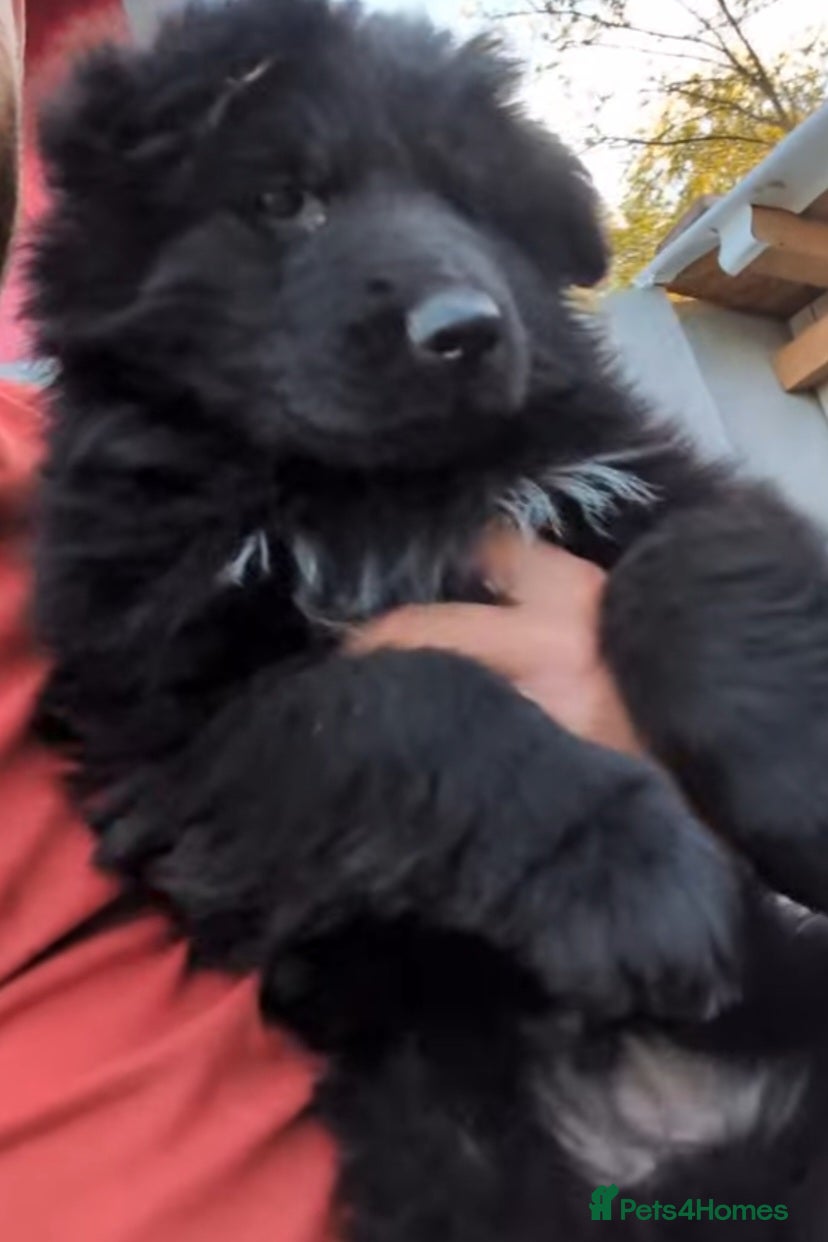 German Shepherd dogs TOP QUALITY KC REGISTERED GSD PUPS  - Advert 5