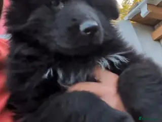 German Shepherd dogs TOP QUALITY KC REGISTERED GSD PUPS - Advert 6