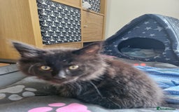 Maine Coon cats for sale: Maincoon x ragdoll  - Image 3