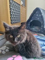 Maine Coon cats - Advert 1