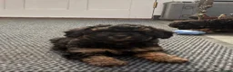 Toy Poodle dogs for sale: 3 Stunning Phantom KC Toy Poodle Puppies - Advert 4