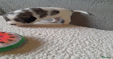 Sprocker dogs - Advert 8