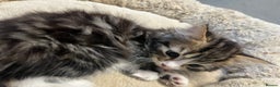 Mixed Breed cats for sale: 🐾 5 Stunning Boy & Girl Kittens  - Advert 6