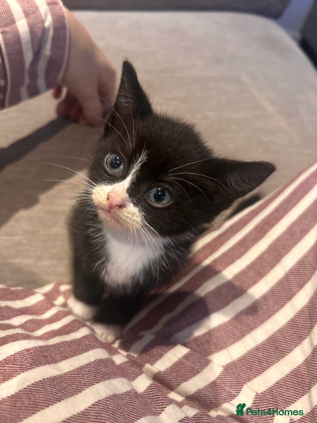 British Shorthair cats for sale: Male British short hair cross - Image 1