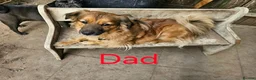 Mixed Breed dogs for sale: 2 mix breed pups - Advert 5