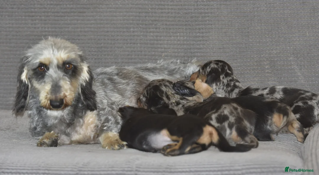Dachshund dogs for sale: Stunning dachshund pups - Advert 6
