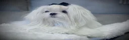 Maltese dogs for sale: Pure Korean Maltese puppies  - Advert 9