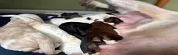 Bernedoodle dogs for sale: Outstanding Bernedoodle F1bs in Peebles - Advert 25