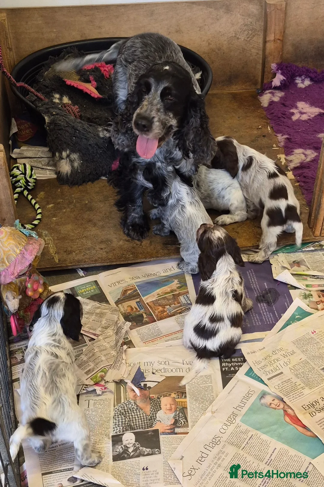 Cocker Spaniel dogs for sale: Show type cocker spaniel puppies  - Advert 2