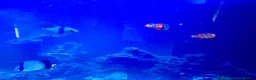 Angelfish fish for sale: 5 marine fish  - Advert 5