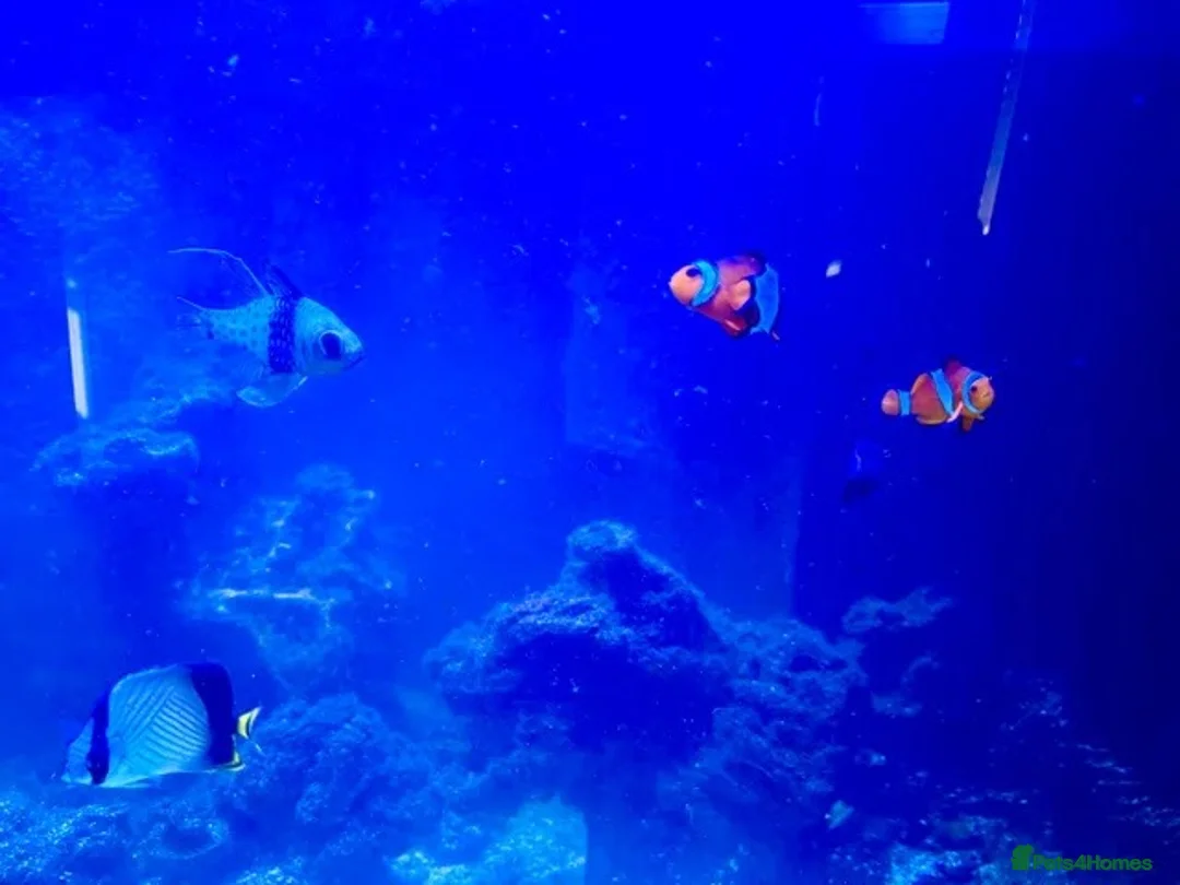 Angelfish fish for sale: 5 marine fish  - Advert 5