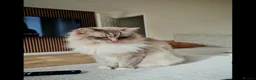 Ragdoll cats for sale: 6 year old male ragdoll - Advert 6