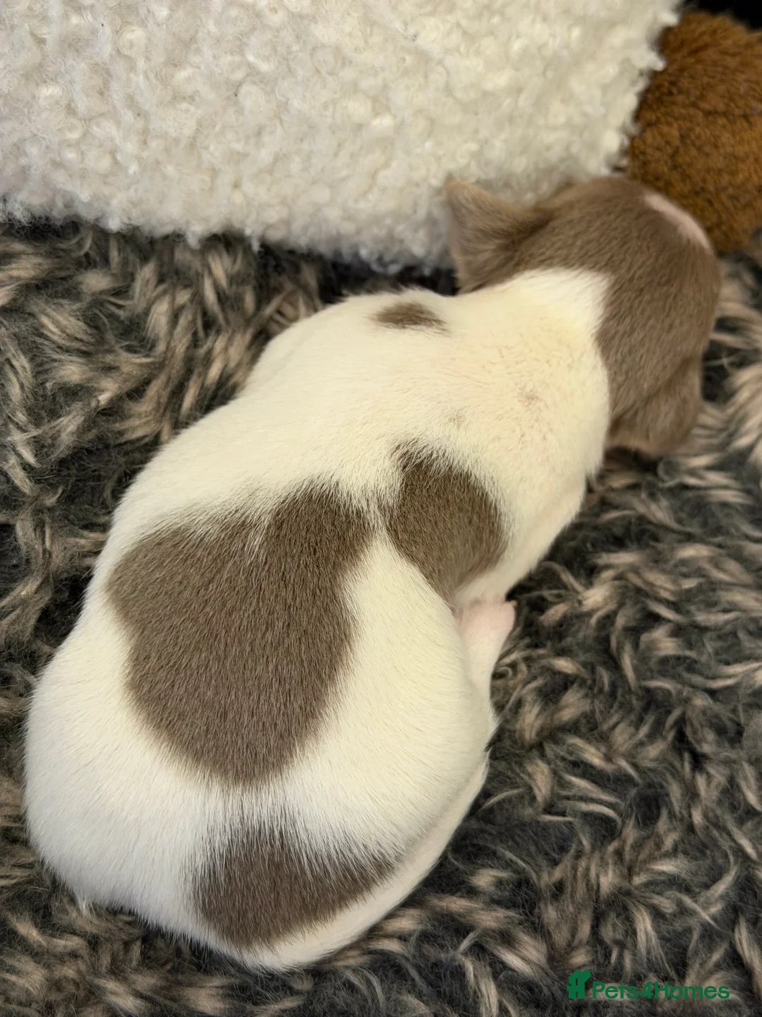 Jack Russell dogs for sale: DONJACKS - fully health tested miniature puppies  - Advert 33