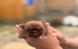 Shih Tzu dogs for sale: Doll face shih tzu tri colour puppy’s  - Image 3