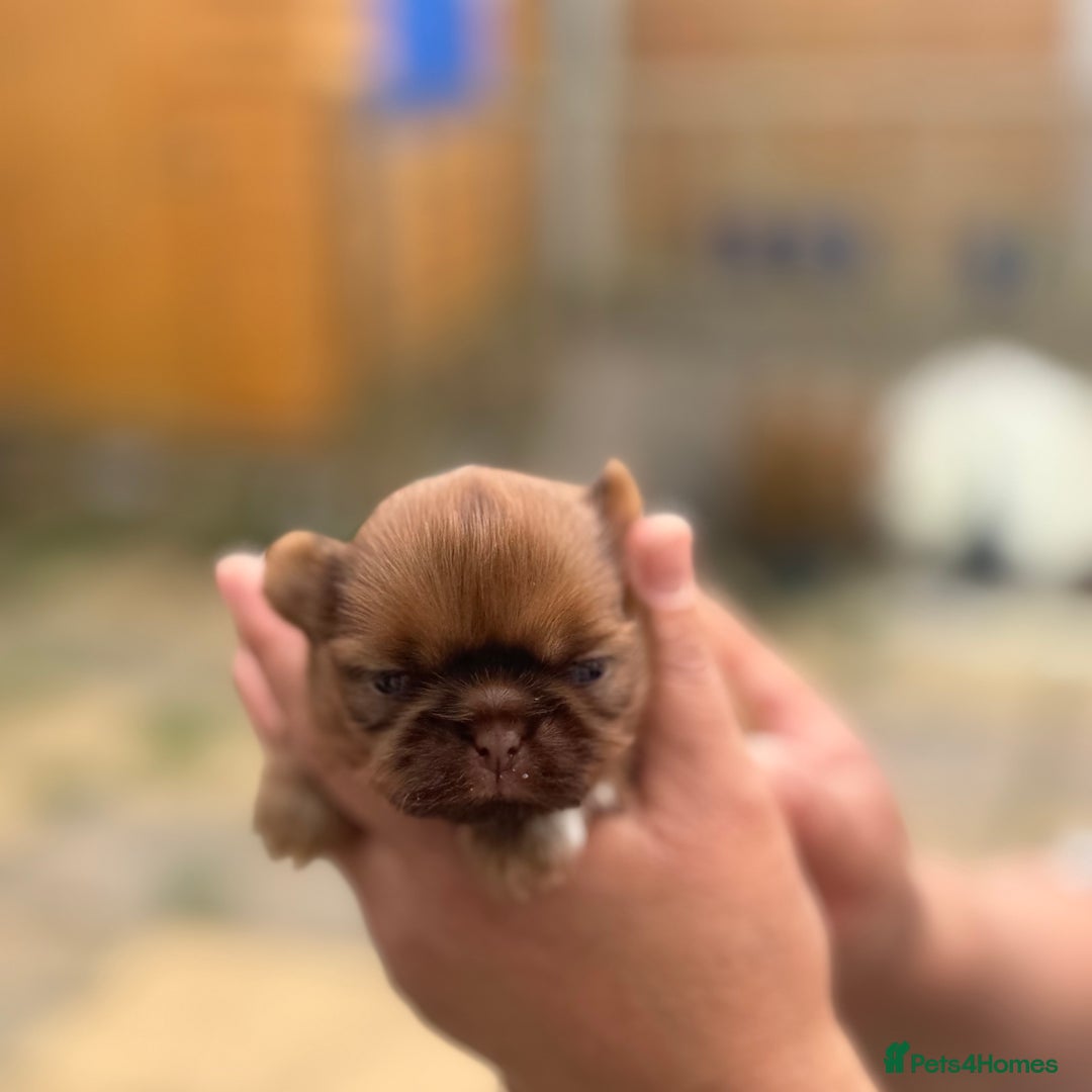 Shih Tzu dogs for sale: Doll face shih tzu tri colour puppy’s  - Image 3