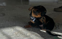 Miniature Dachshund dogs for sale: Miniature dachshunds - Image 25
