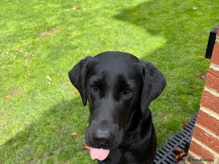 Labrador Retriever dogs 10 month KC registered male black Labrador - Advert 1