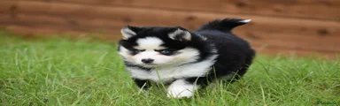 Pomsky Puppy 6