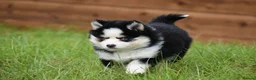 Pomsky dogs for sale: F4 Genuine Pomskies from health tested parents - Advert 15