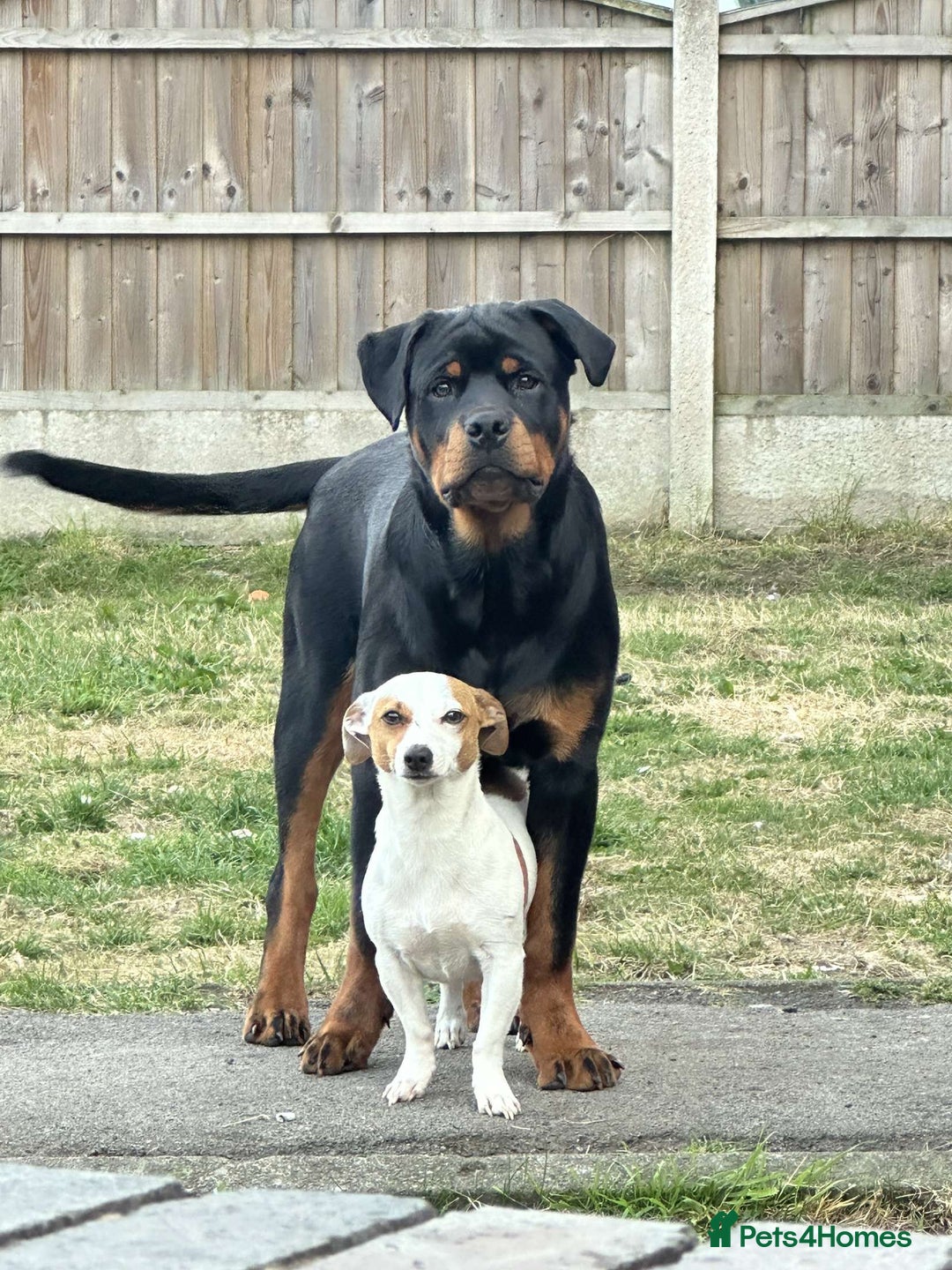 Rottweiler dogs for stud: Rottweiler for stud 🇩🇪 - Advert 6