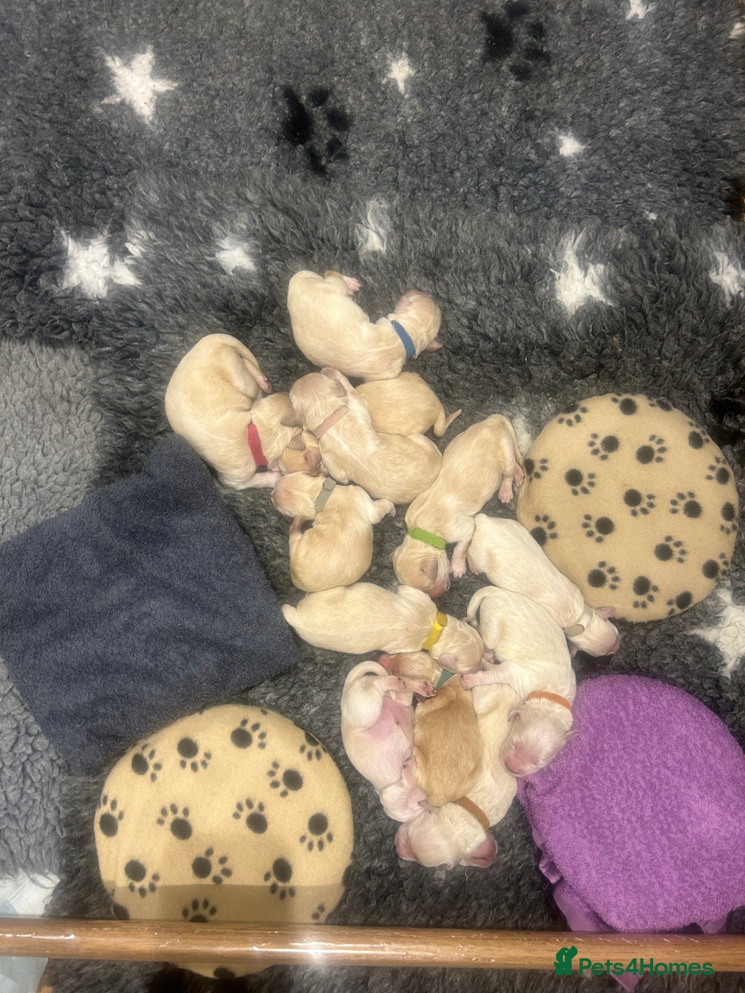 Double Doodle dogs for sale: Double doodle litter born 24/07/25 - Image 23
