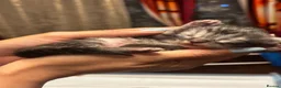 Ragcoon cats for sale: 🐾 Adorable RAGCOON Kittens ! 🐾 - Advert 15