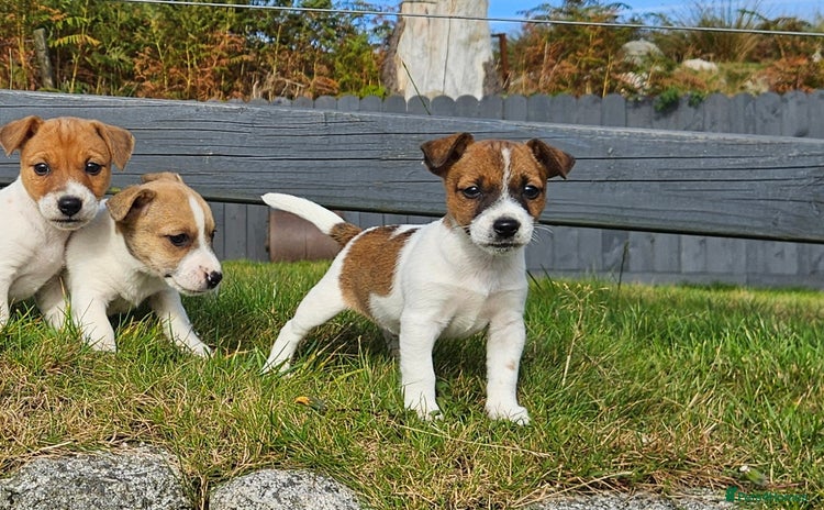 Jack Russell dogs - Advert 15
