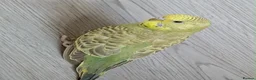 Budgerigars birds for sale: Budgie chicks  in Milton Keynes - Advert 7