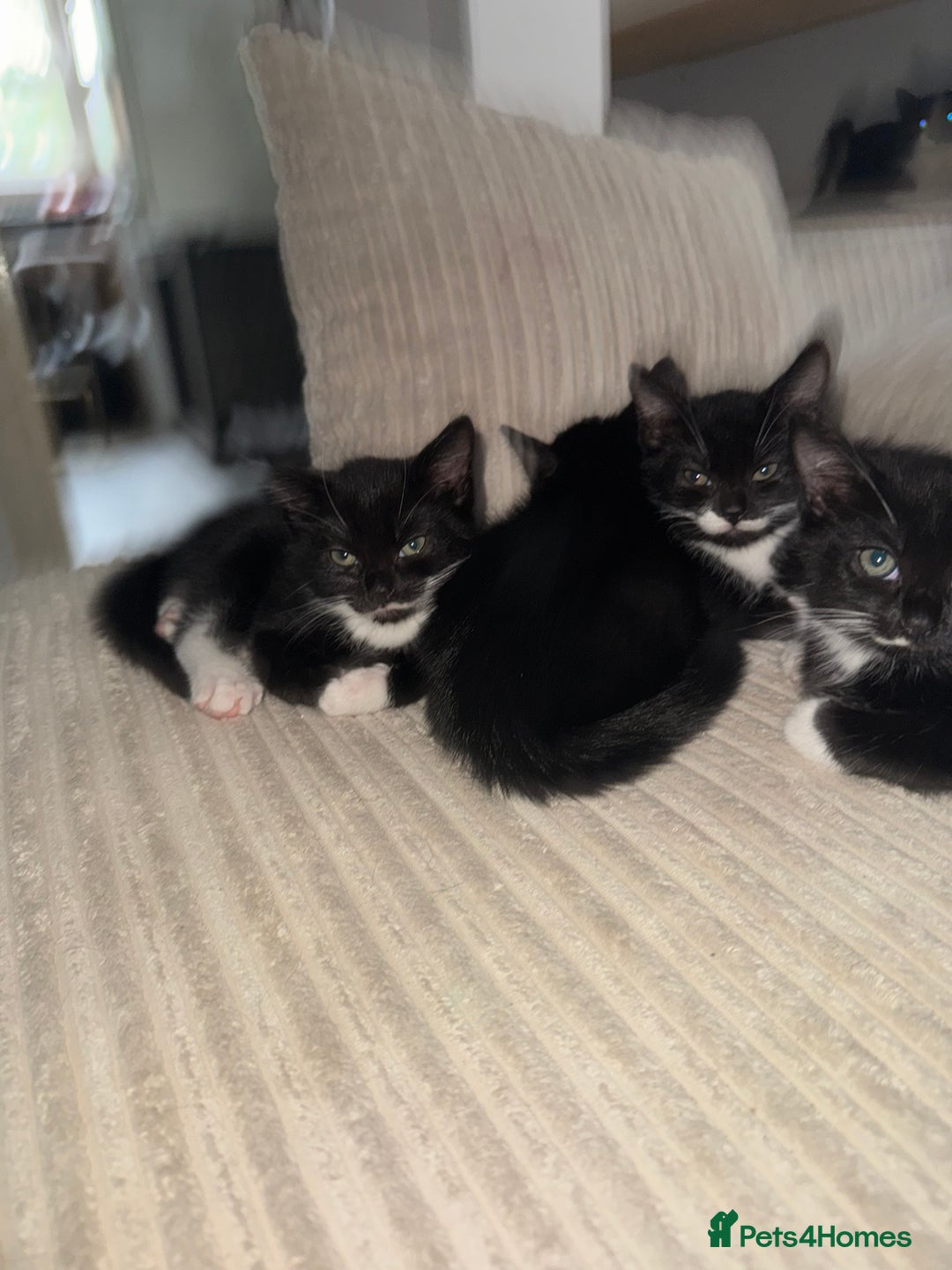 Mixed Breed cats for sale: Beautiful Kittens Looking for Their Forever Homes✨ - Advert 4
