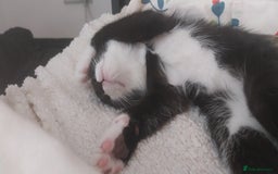 Mixed Breed cats for sale: Three beautiful tuxedos - MMF - Image 14