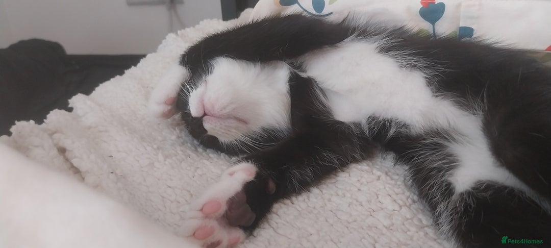 Mixed Breed cats for sale: Three beautiful tuxedos - MMF - Image 14