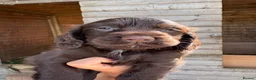 Cocker Spaniel dogs for sale: Cocker Spaniel pups  in Seaham - Advert 10