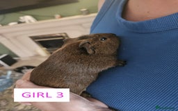 Guinea Pig rodents for sale: Female Guinea Pigs For Sale - Image 6