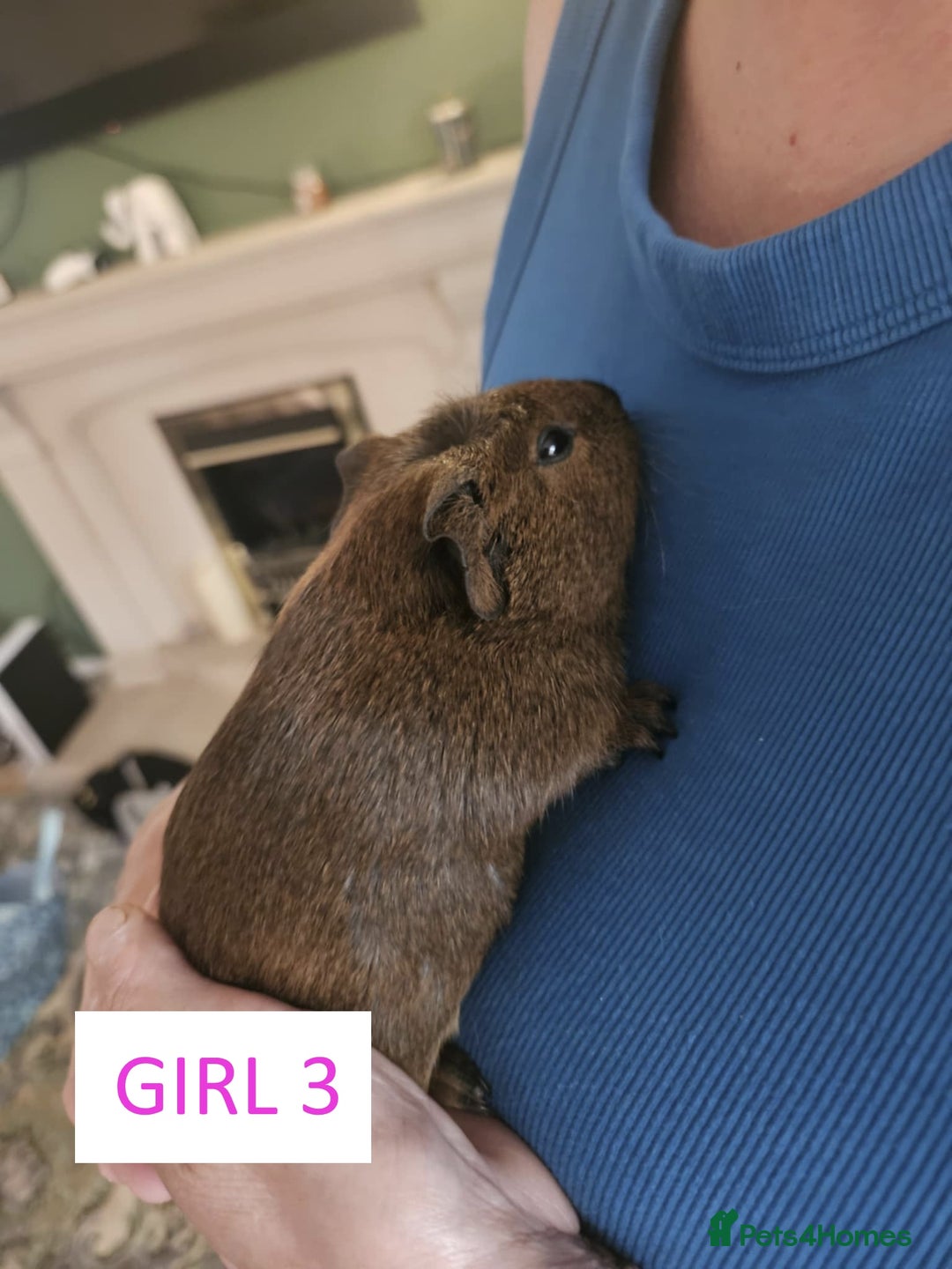 Guinea Pig rodents for sale: Female Guinea Pigs For Sale - Image 6