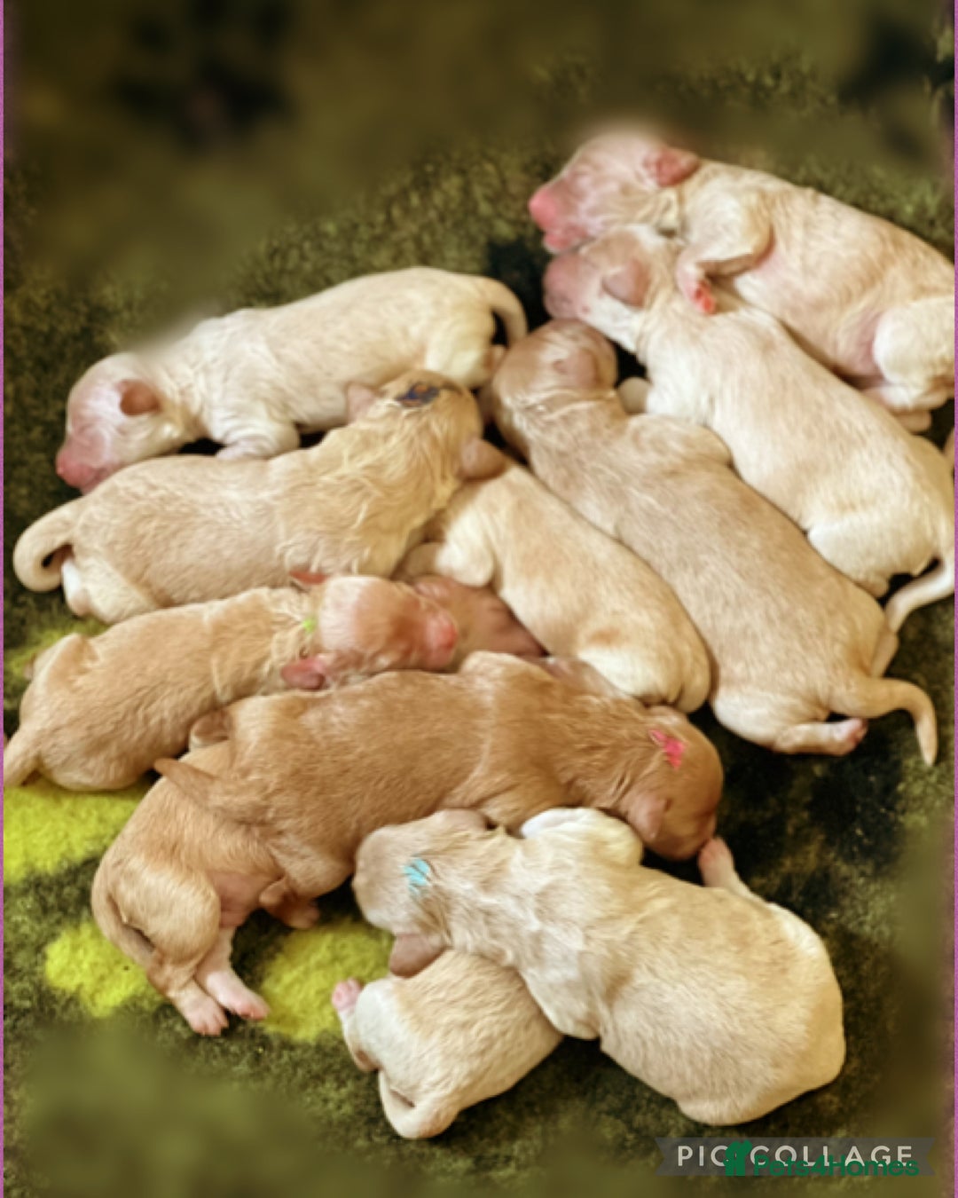 Australian Labradoodle dogs for sale: ♥️Tiny tails,Big Hearts - Australian Labradoodles  - Image 2
