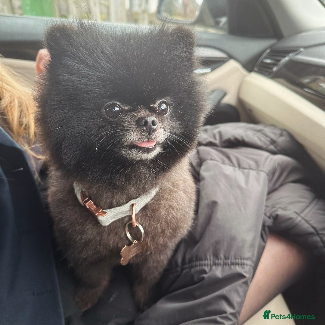 Pomeranian dogs for sale: Mini Pomeranians - Image 6