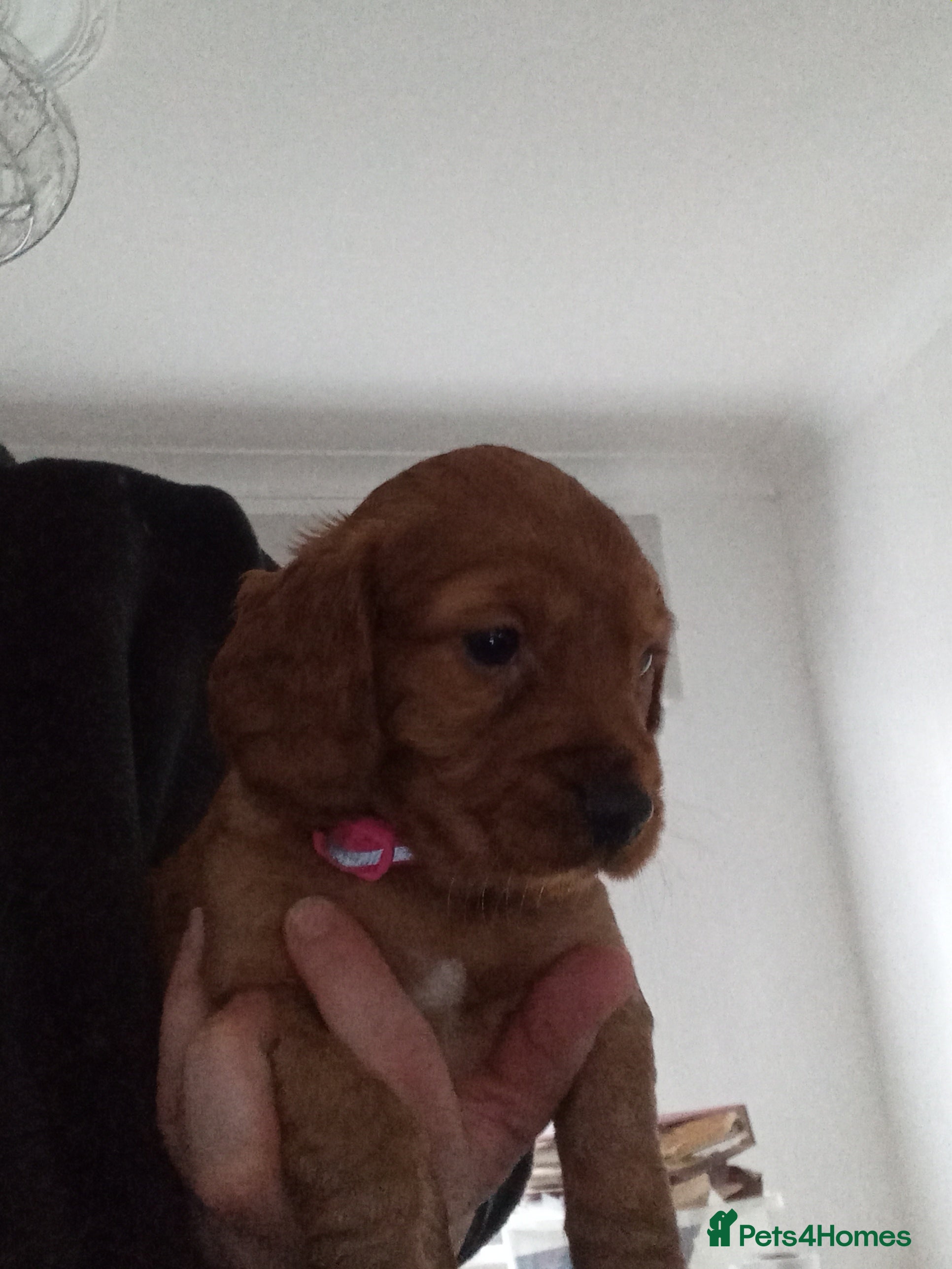 Cocker Spaniel dogs Gorgeous Fox Red Cockerspaniel Babies - Advert 5