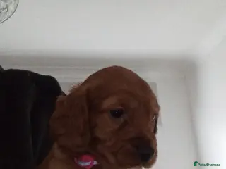 Cocker Spaniel dogs Gorgeous Fox Red Cockerspaniel Babies - Advert 5