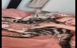 Russian Blue cats for sale: Rehoming cats  - Image 2