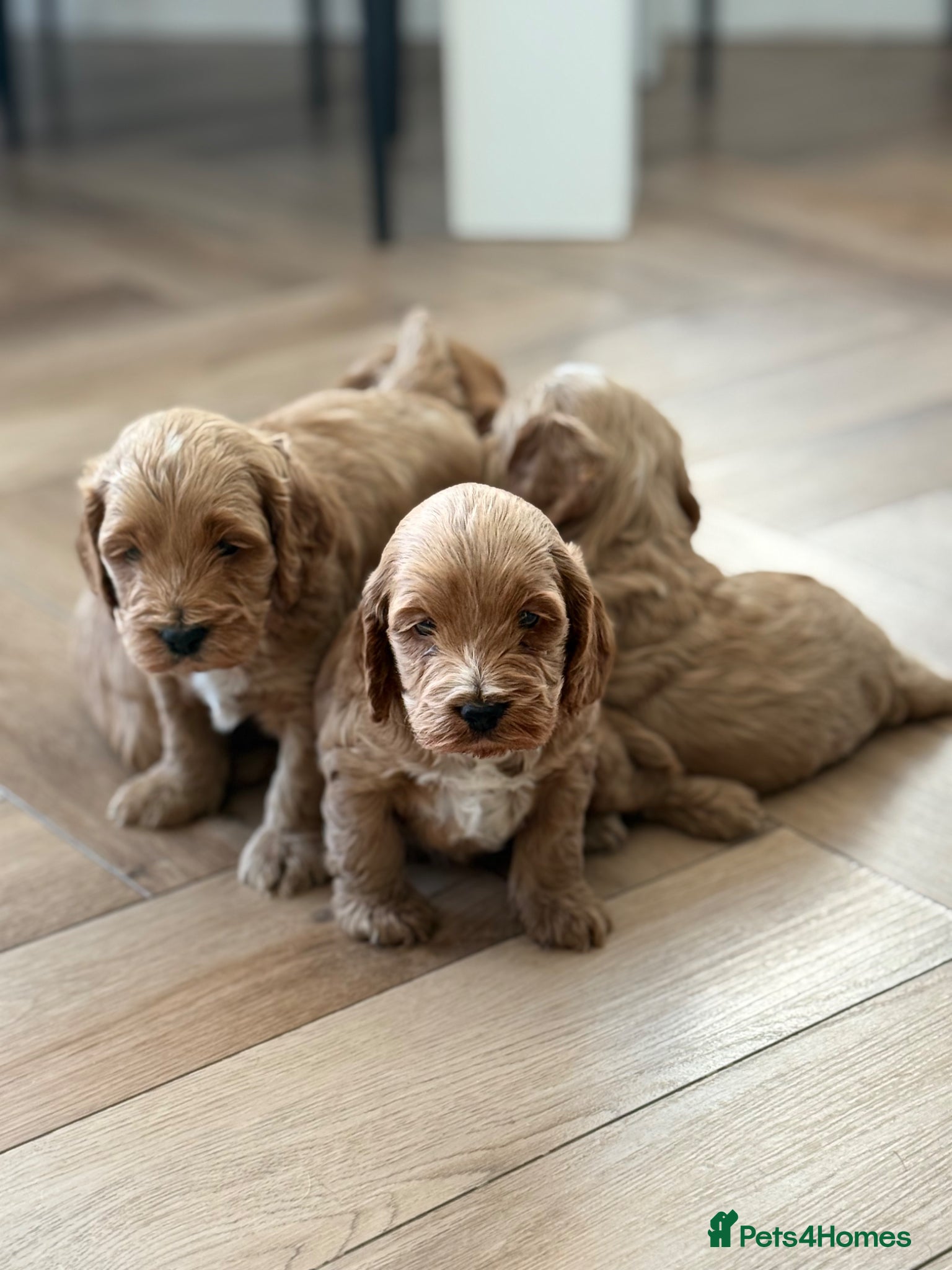 Cockapoo dogs F1 show line cockapoo puppies - Advert 14