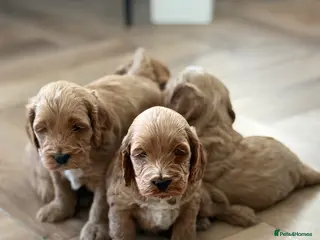 Cockapoo dogs F1 show line cockapoo puppies - Advert 14