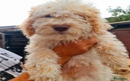 Lagotto Romagnolo dogs for sale: ❗️Ready to go❗️Lagotto - The best breed ever in London - Image 35