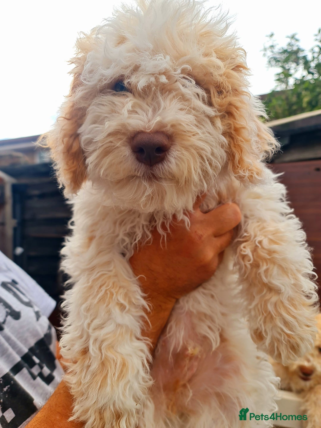 Lagotto Romagnolo dogs for sale: ❗️Ready to go❗️Lagotto - The best breed ever in London - Image 35