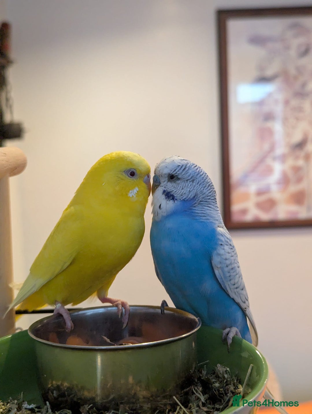 Budgerigars birds for sale: Two Bonded Budgies (Males) - Advert 2