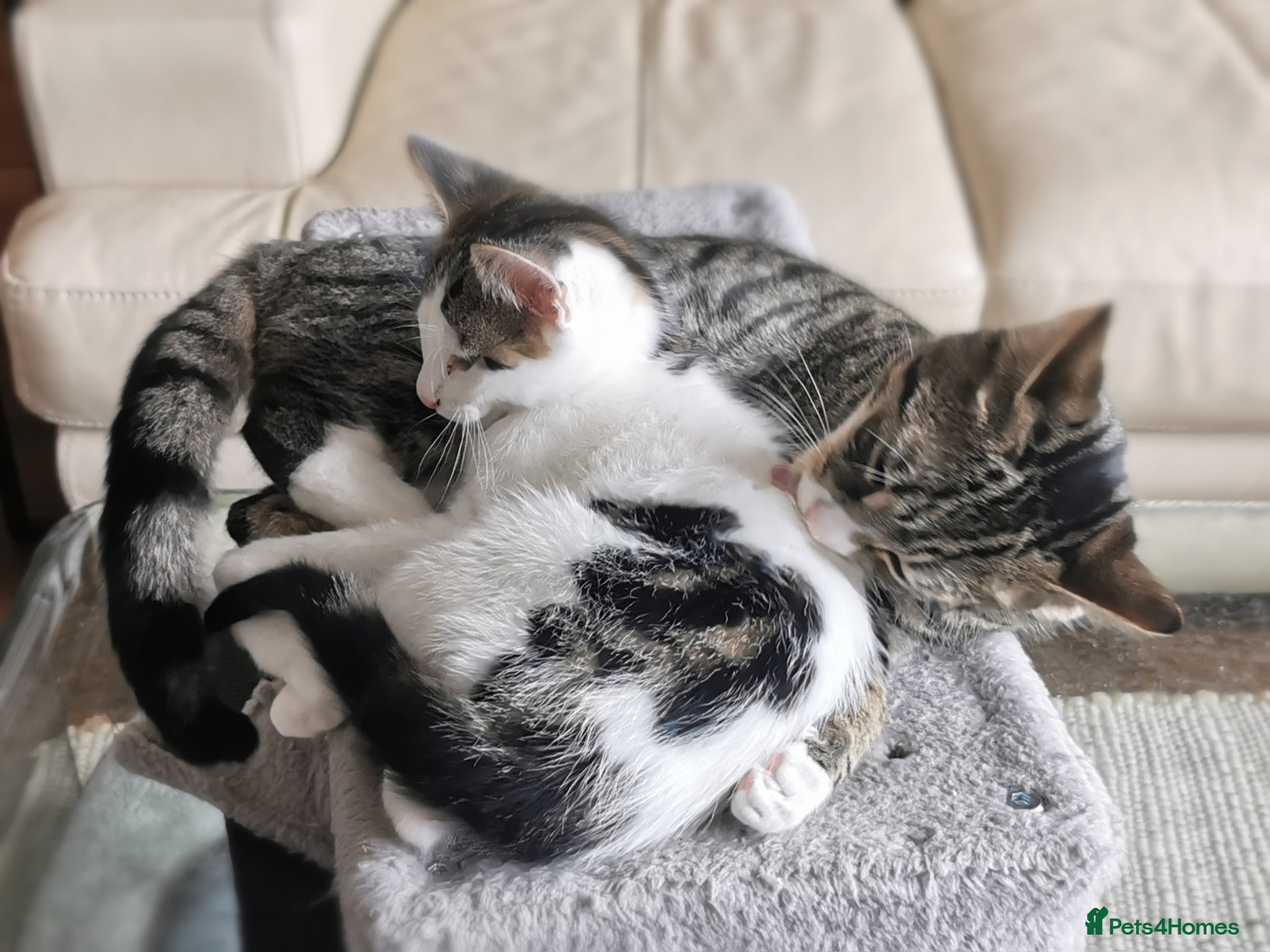 Mixed Breed cats for sale: Gorgeous, sweet natured & very playful kittens in London - Advert 36